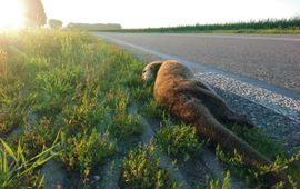 Doodgereden otter in de Ooijpolder bij Nijmegen EENMALIG GEBRUIK