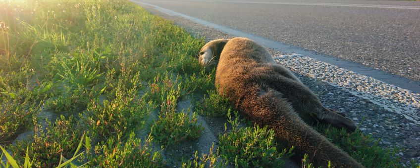 Doodgereden otter in de Ooijpolder bij Nijmegen EENMALIG GEBRUIK