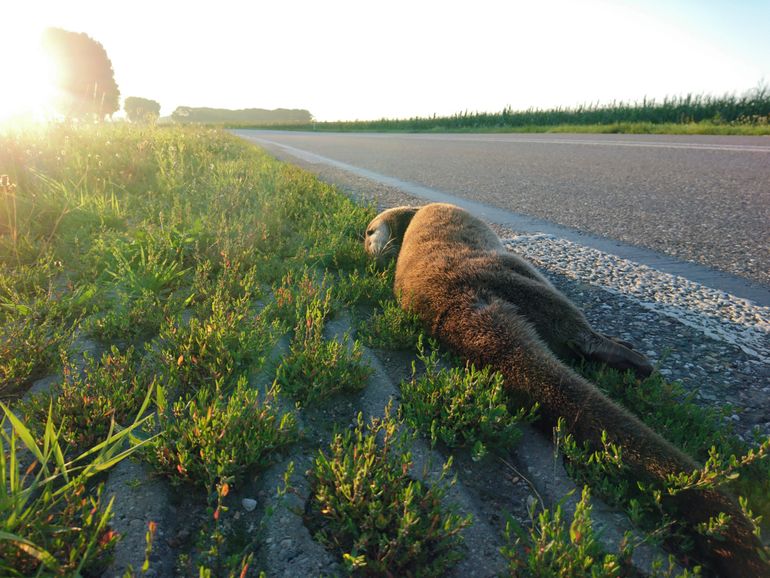 Doodgereden otter in de Ooijpolder bij Nijmegen