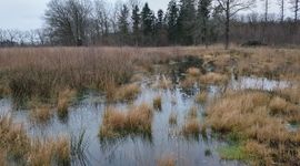 Hoogveenven met op de achtergrond een adderhotel