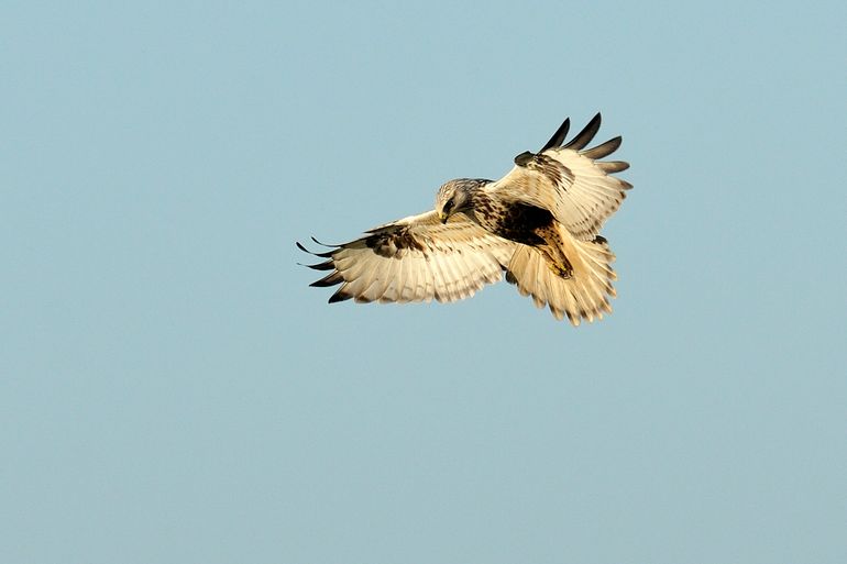 Ruigpootbuizerd