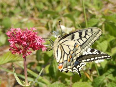Koninginnenpage foeragerend op spoorbloem