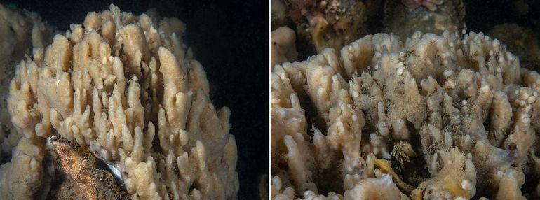 De Knobbelspons (Mycale contarenii) onder water op duiklocatie Plompe Toren. De soort oogt vrij massief en kan zowel langgerekte uitsteeksels hebben (links) als kegelvormige lobben (zie leadfoto). Rechts: beide vormen, met daarop kleine knobbels