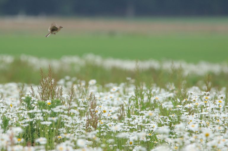 Veldleeuwerik met voedsel boven akkerrand