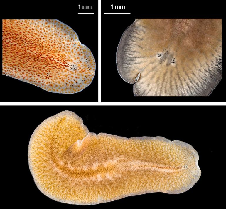 Boven: details van twee exotische kleine platwormsoorten die recent ook in onze wateren zijn opgedoken. Links: kleurpatroon van Prosthiostomum wagurensis (Lava-vliesworm), rechts: ogen van Notocomplana koreana (Koreaanse vliesworm) (Bron: GiMaRIS). Onder: Lava-Vlieswom compleet dier, Oosterschelde bij Neeltje Jans, 1 oktober 2023