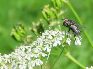 De sluipvlieg Carcelia iliaca, parasiet van de eikenprocessierups, drinkt nectar in de berm