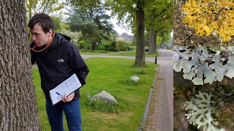 Monitoring van korstmossen op eiken in Haulerwijk door onderzoeker Henk-Jan van der Kolk. Rechts drie van de ruim honderd soorten die gevolgd worden