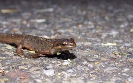 Tariq Stark Kleine watersalamander man
