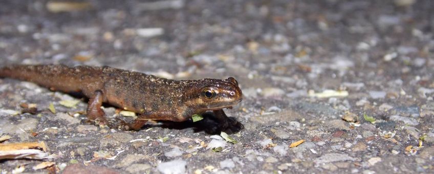 Kleine watersalamander man