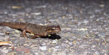 Mannetje kleine watersalamander