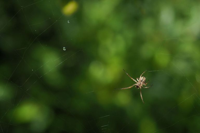 Een sectorspin repareert haar web, een kwartiertje na een regenbui 