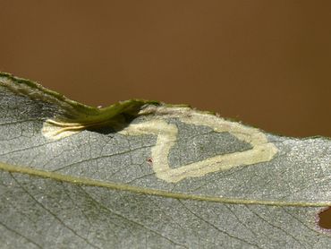 Bladmijn van de gele slakkenspoormot, B, Dilsen-Stokkem, Negenoord-Kerkeweerd, 11-08-2018