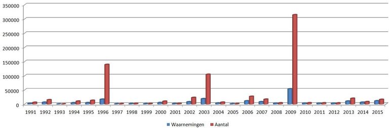 Distelvlinder: waarnemingen en aantal vlinders vanaf 1990