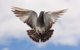 Pigeon Pigeon