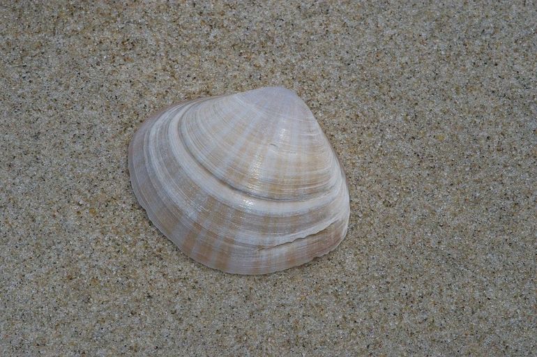 Grote strandschelp met 'stralen' 