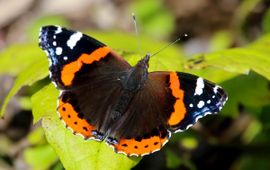 Vanessa atalanta. Atalanta