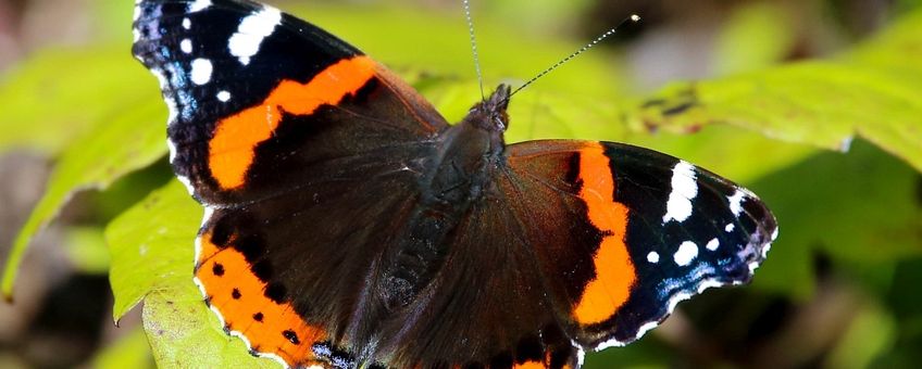 Vanessa atalanta. Atalanta