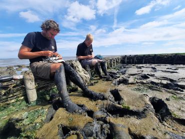 Ringers op het wad bij het Friese Ferwert