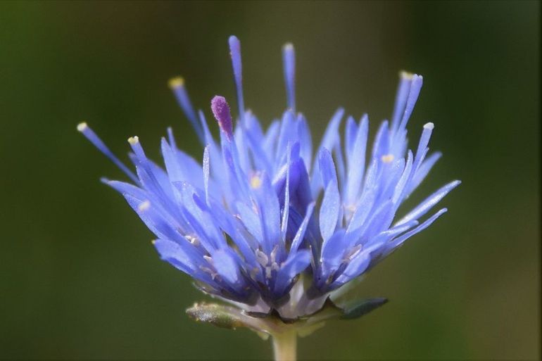 Zandblauwtje (Jasione montana)