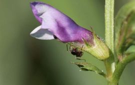 Bloem Bithynische wikke.