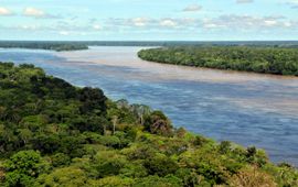 Amazoneregenwoud