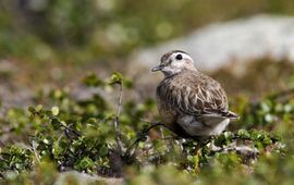 Charadrius morinellus. Morinelplevier