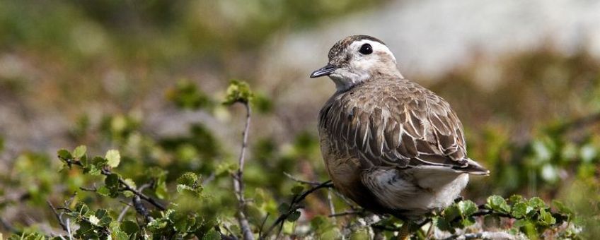 Charadrius morinellus. Morinelplevier