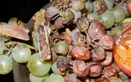 Kars Veling nachtvlinders op rot fruit