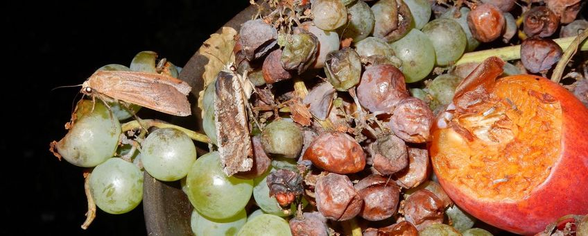 nachtvlinders op rot fruit