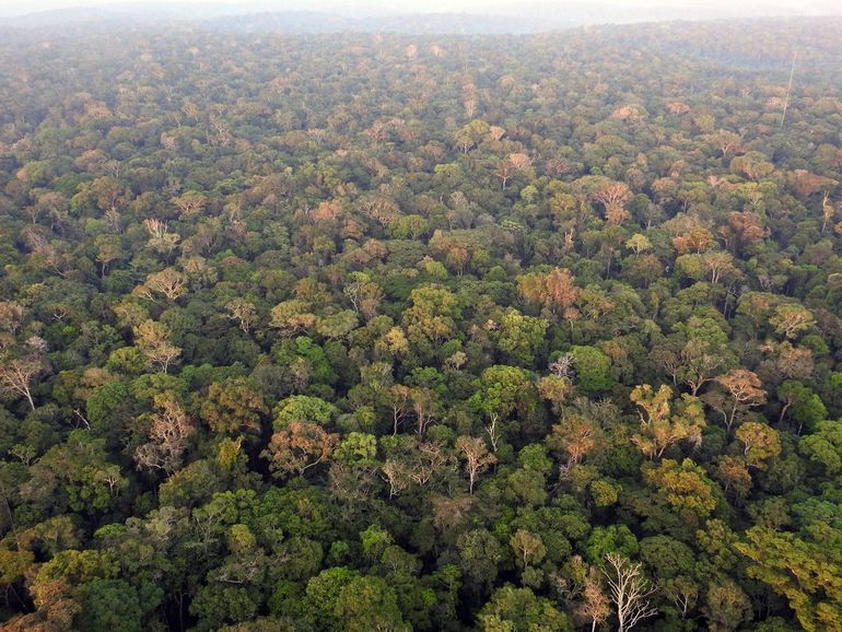 Tree diversity in the Amazon
