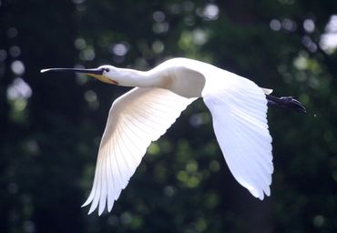 Lepelaar in vlucht