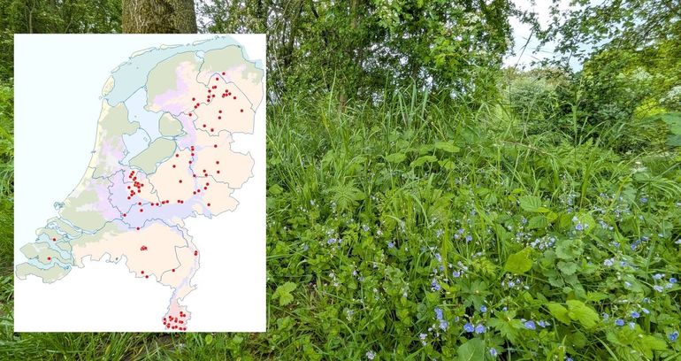Leefgebied van de dwerglangsprietmot bij Everdingen en een kaartje met de waarnemingen van de afgelopen 5 jaar