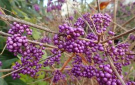 Mike Hirschler Callicarpa