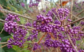 Callicarpa