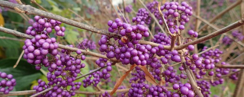 Callicarpa