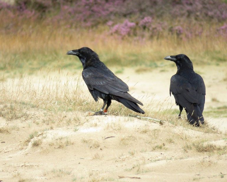 Raven en wolven werken samen. Raven volgen wolven voor de restanten van verse kadavers en er zijn zelfs observaties dat raven wolven attenderen op verzwakte prooidieren. In Nederland zijn de eerste signalen van deze samenwerking waargenomen en deze worden verder onderzocht