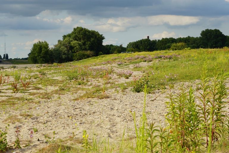 Leefgebied blauwvleugelsprinkhaan in de Millingerwaard