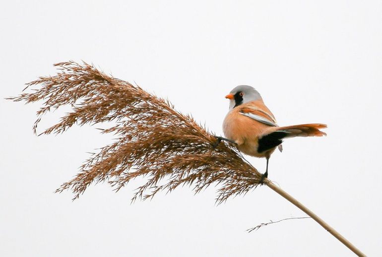 In de herfst en winter eet de baardman rietzaden