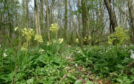 Primula elatior. Slanke sleutelbloem