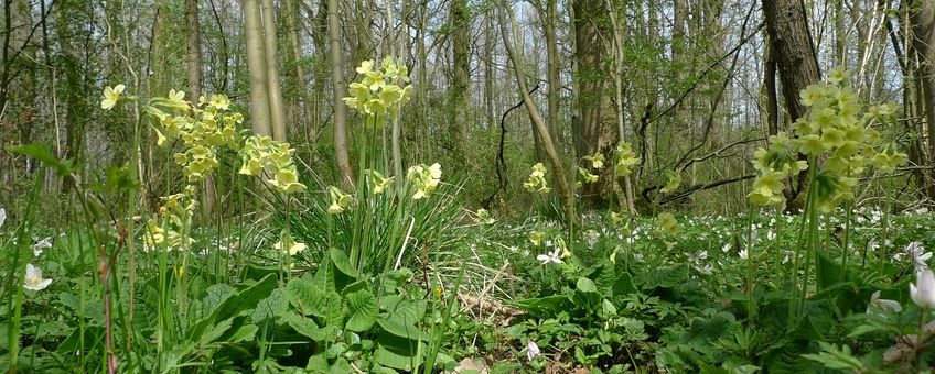 Primula elatior. Slanke sleutelbloem