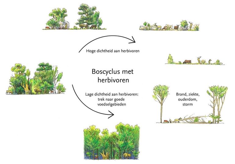 De boscyclus van een natuurlijk begraasd bos