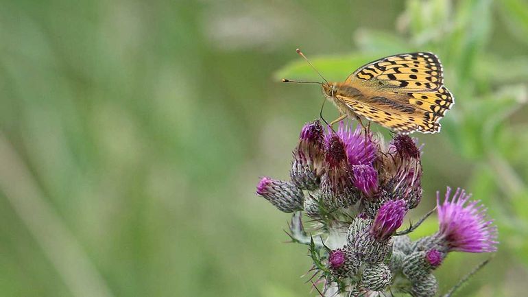 Grote parelmoervlinder op een kale jonker distel