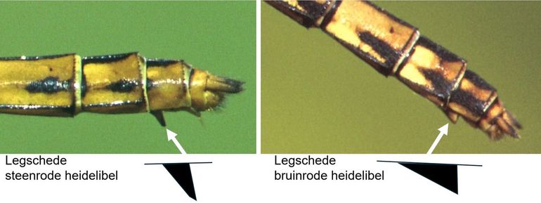 Bij de vrouwtjes kun je het verschil van de vorm van de legschede gebruiken voor de herkenning