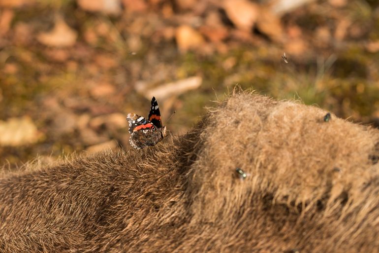 Atalanta op het kadaver van een wisent