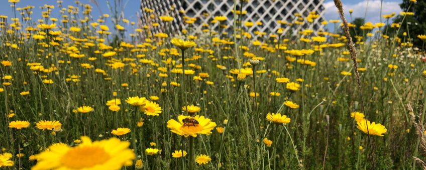 Natuurrijke campus Wageningen University & Research