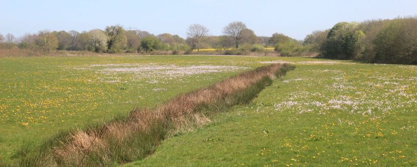 Veld bij landgoed De Velhorst