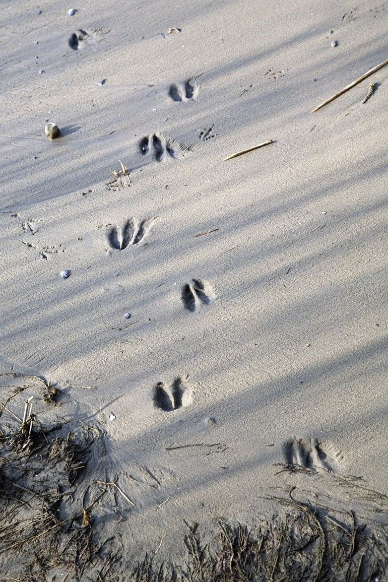 Reesporen in het zand