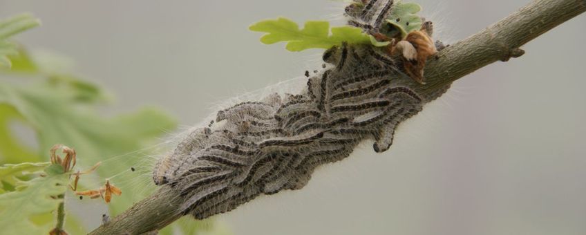 Eikenprocessierupsen in het vierde larvale stadium op de wintereik