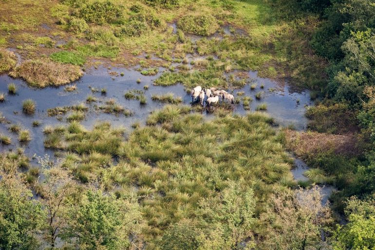 Konikpaarden in Kempen-Broek 