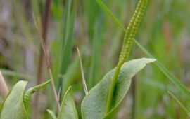 Ophioglossum vulgatum. Addertong